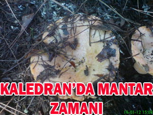 MANTAR SEZONU A�ILDI